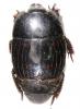 Hister quadrimaculatus